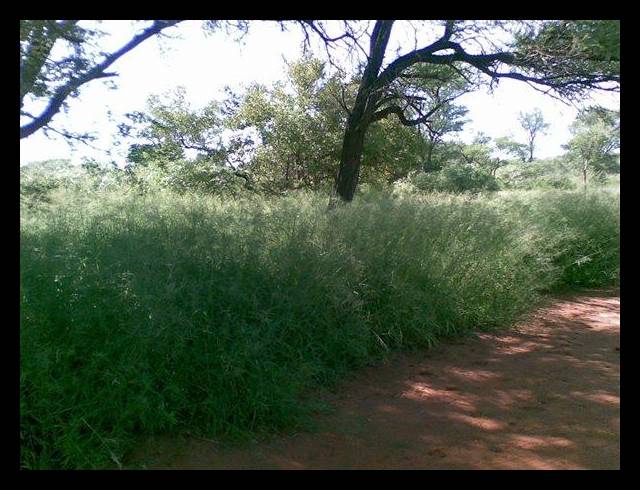 FARM FOR SALE IN LEPHALALE RURAL